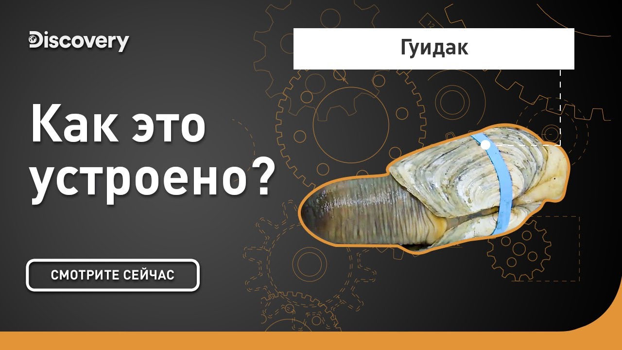Гуидак Как это устроено?