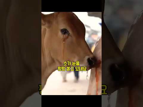 소가 시장에서 펑펑 운 충격 사연