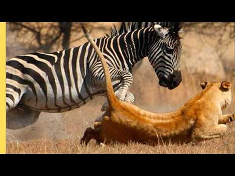 LUCHA ENTRE VIDA Y MUERTE: La historia más brutal de África | Documental Salvaje