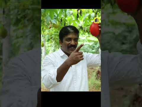 കിലോയ്ക്ക് 1500 രൂപ വില! വീട്ടുമുറ്റത്തും മട്ടുപ്പാവിലും ഗാഗ് ഫ്രൂട്ട് വളർത്തി വരുമാനം നേടുന്നു ജോജോ
