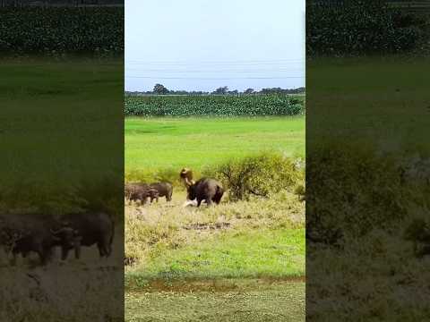 See how a group of buffaloes defeated the lion|| #shorts #facts #animal