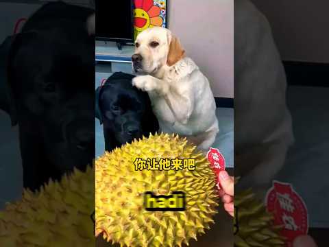 Ak Kıza Küçük Meyve, Bana Koca Dikenli Durian! 😂🐶