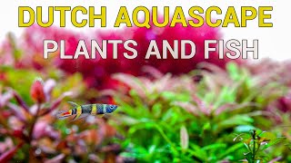 Dutch Style Aquarium In Detail Plant & Fish Moments (Part 2)