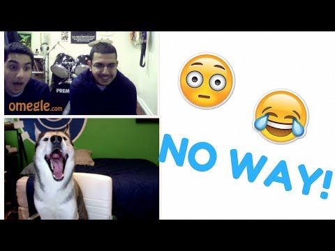 Husky Goes on Omegle 2! (Hilarious Reactions)