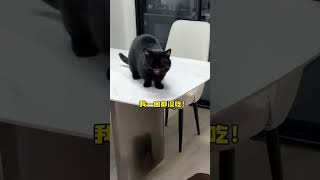 【#一只黑糖啵啵】猫狗一起养确实会带给人意想不到的惊喜呢...#猫狗双全#反转#养宠搭子戴森 #戴森洗地吸尘器