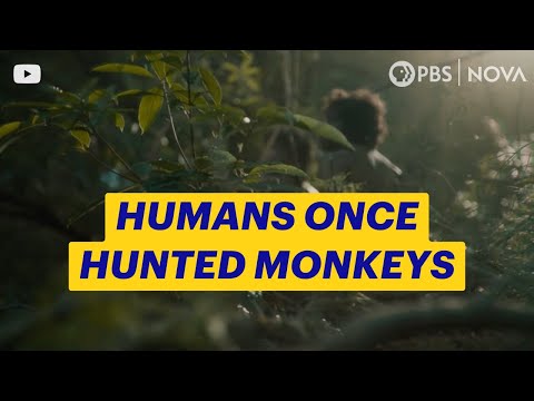 YouTube video thumbnail: How Did Early Humans Hunt Monkeys?