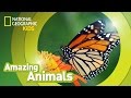 Monarch Butterfly Facts and Life Cycle