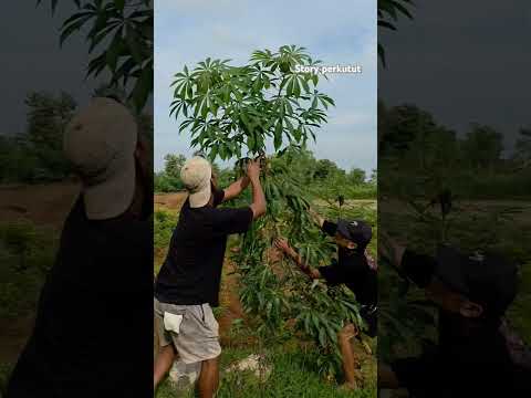 sarang burung apa yang di dapat dua pria ini#shortvideo #nature #trending