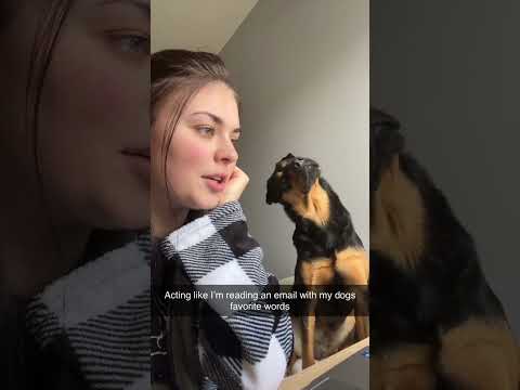 When dogs hear word they like #dog #funny