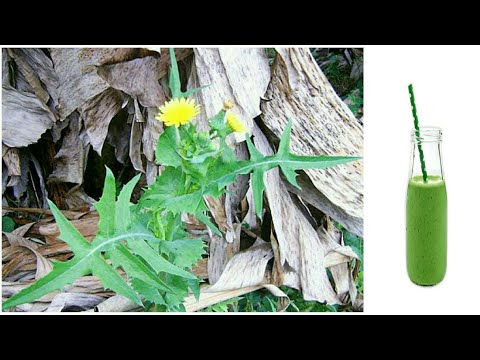 APENAS 1 FOLHA DESSA PLANTA VALE UMA MINA DE OURO !!