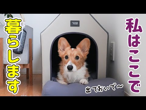 飼い主のせいで愛犬が引きこもりになりそうです...！