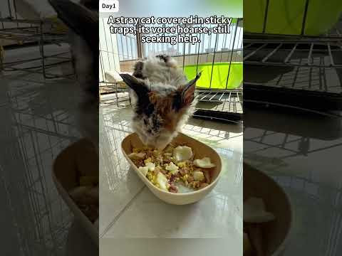 A stray cat covered in rat glue stumbled toward the girl, her voice hoarse but still seeking help