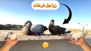 فرخات زواجل شوفو جمال 🤩