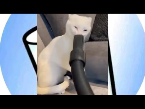 TRY NOT TO LAUGH 😆 Best Funny Videos Compilation 😂😁😆 Memes PART 3