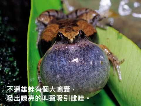 關渡自然公園賞蛙去 - YouTube(5分31秒)