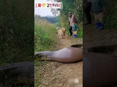 비단뱀 때문에 리트리버가 개빡친 이유