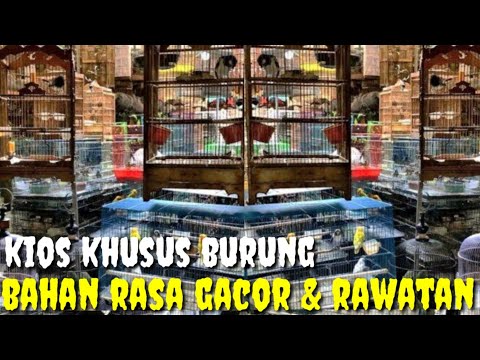 TERNYATA DI SINI KIOS BURUNG BAHAN RASA GACOR, GACORAN & RAWATAN