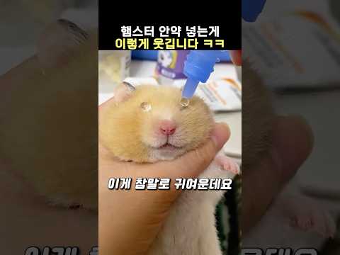 햄스터 안약 넣는 방법 ㅋㅋㅋㅋㅋㅋㅋ