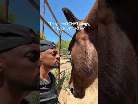 Clingy horse 🐴🤭 #funny #horse #funnyanimal #farming #farmlife