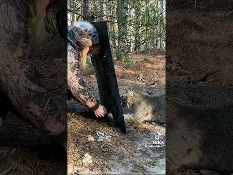 AMAZING BOBCAT RESCUE ❤️