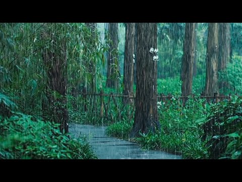 Bruits de pluie pour dormir - fortes pluies et tonnerre dans une forêt brumeuse la nuit