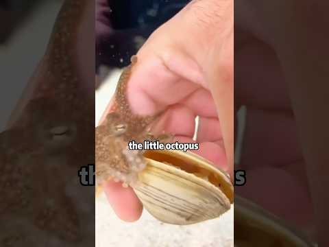 🐙 ​​SUPER GLUE OCTOPUS?!​​ 🙏❤It WON'T Let Go! 😱👉🧴 #animals #rescue #octopus #shorts #lovestory