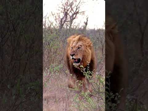Lion hunt monkey