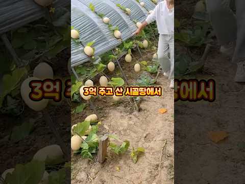 3억 주고 산 시골 땅에서 충격적인 일을 겪은 여자