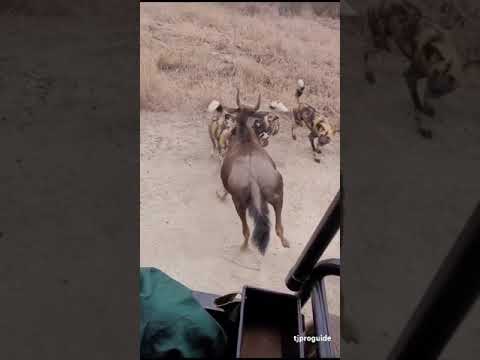 Painted Wolves taking down a wildebeest in Madikwe Game Reserve