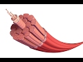 Muscle Contraction Mechanisms and Functions