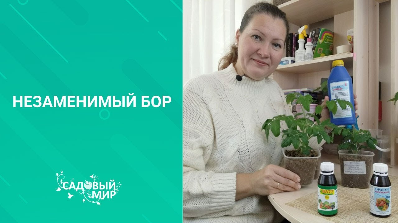 Подкормка рассады Бором. Зачем и когда Бор (борная кислота) нужен растениям