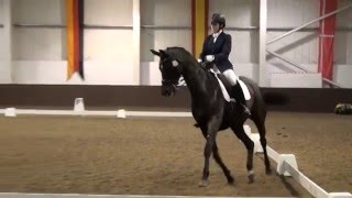 Charlotte Dicker riding Sabatini at Addington