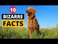 Golden Retriever Knowledge Assessment