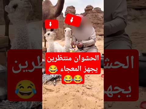 الحيران منتظرين يجهز الرضاعة ام هنقري ههههه