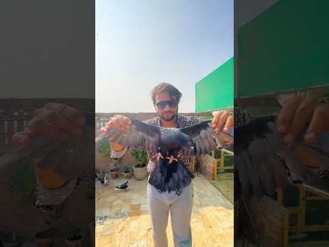 Create Amazing Bird Trap - Creativity Quick Pigeon Trap #birds #shorts #viral#bushcraft #survival