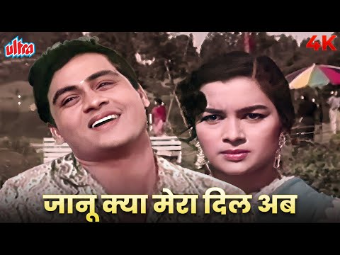 Janu Kya Mera Dil 4K | Joy Mukerjee | Mohammed Rafi | Ziddi 1964 Songs | Old Hindi Songs