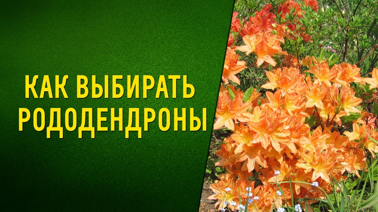 Как выбрать зимостойкие азалии (рододендроны) для сада