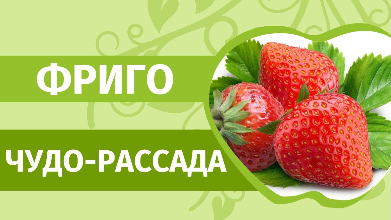 Клубника фриго: только правда, а не слухи! Где купить, как посадить, вырастить эту рассаду клубники