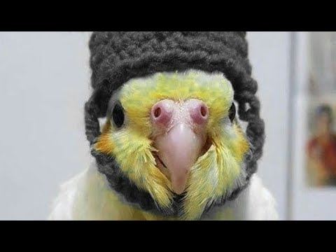 سبحان الله