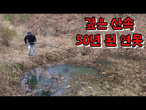 해발 400미터 연못에 이 녀석들이 살고 있을 줄은 상상도 못했습니다...!!