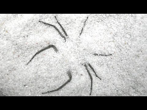 giant spider buries itself..