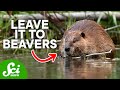 Beaver Biology and Behavior