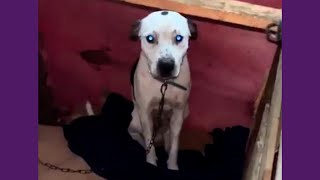 Cachorro Anti Social É Adotado E Se Transforma!
