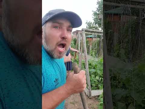Жизнь проходит в огороде #юмор #смехпродлеваетжизнь #смех #смешновидео #прикол #смешнойшортс