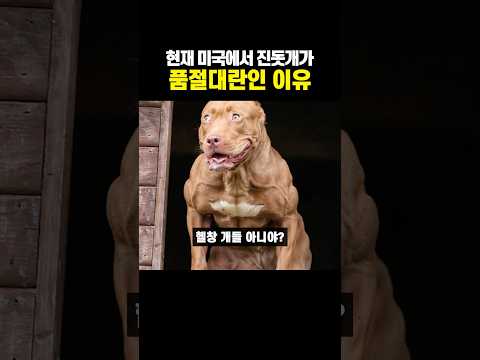 현재 미국에서 진돗개가 품절대란인 이유