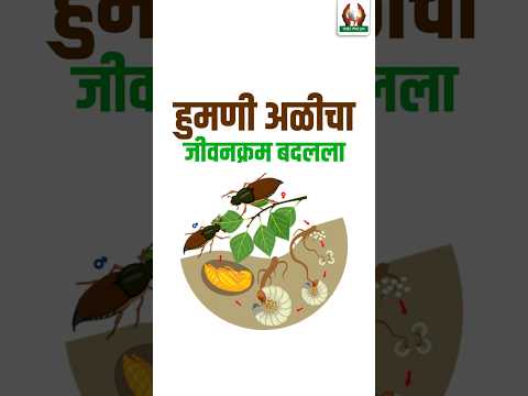 हुमणी अळीचा जीवनक्रम बदलला #हुमणीअळी #शेतीमाहिती #farming #agriculture #कृषीमाहिती