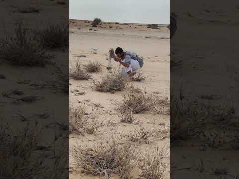 صيد سمان #اكسبلور #الزوايده #لايك #الغلا