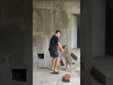 Chú chó này đặc biết quá 😱😱😱 #shortvideo #funny #haihuoc #memes #quansport