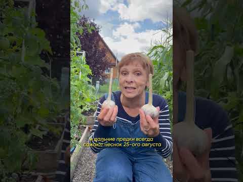 ЧЕСНОК вас удивит #дача #огород #чеснок