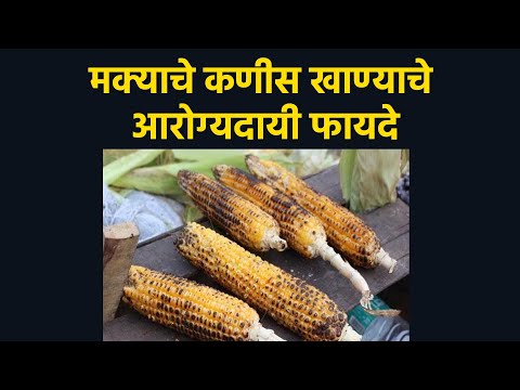 मक्याचे कणीस खाण्याचे आरोग्यदायी फायदे